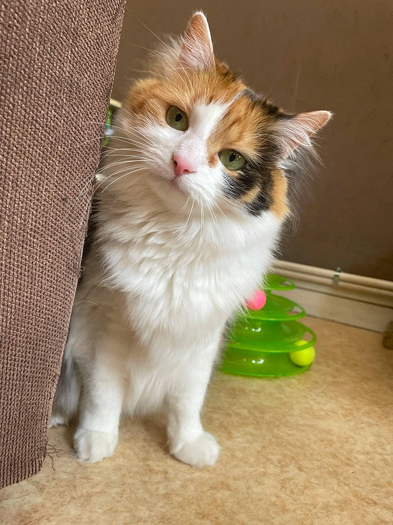 Olly a rejoint le concours — aidez-le/la à gagner de superbes lots ! carnivore, cat, claw, companion_dog, domestic_short_haired_cat, fawn, felidae, flooring, fur, hardwood, paw, photo_caption, sitting, small_to_medium_sized_cats, snout, tail, terrestrial_animal, whiskers