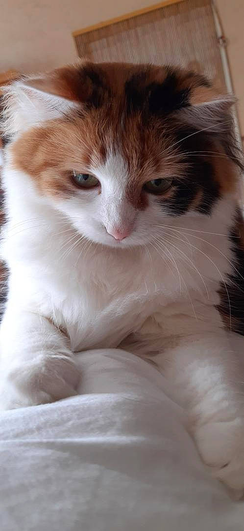 Olly a rejoint le concours — aidez-le/la à gagner de superbes lots ! carnivore, cat, comfort, domestic_short_haired_cat, fawn, felidae, fur, iris, paw, sitting, small_to_medium_sized_cats, snout, tail, terrestrial_animal, whiskers