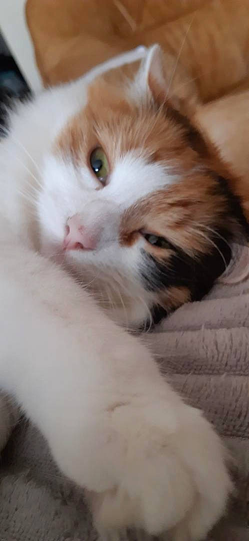 Olly a rejoint le concours — aidez-le/la à gagner de superbes lots ! carnivore, cat, domestic_short_haired_cat, eye, fawn, felidae, fur, paw, small_to_medium_sized_cats, snout, tail, whiskers