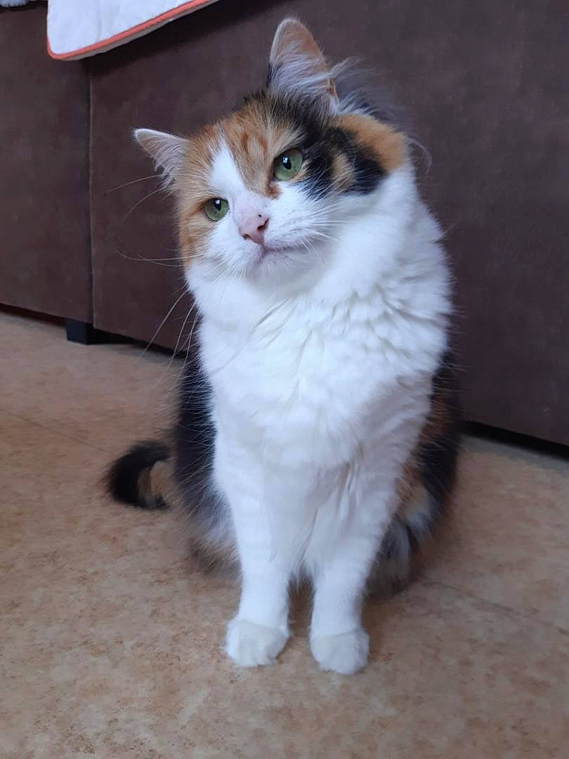 Olly participe au concours pour gagner de l'argent avec cette photo : carnivore, cat, domestic_short_haired_cat, door_mat, fawn, felidae, flooring, fur, hardwood, paw, sitting, small_to_medium_sized_cats, snout, tail, terrestrial_animal, whiskers, wood_flooring