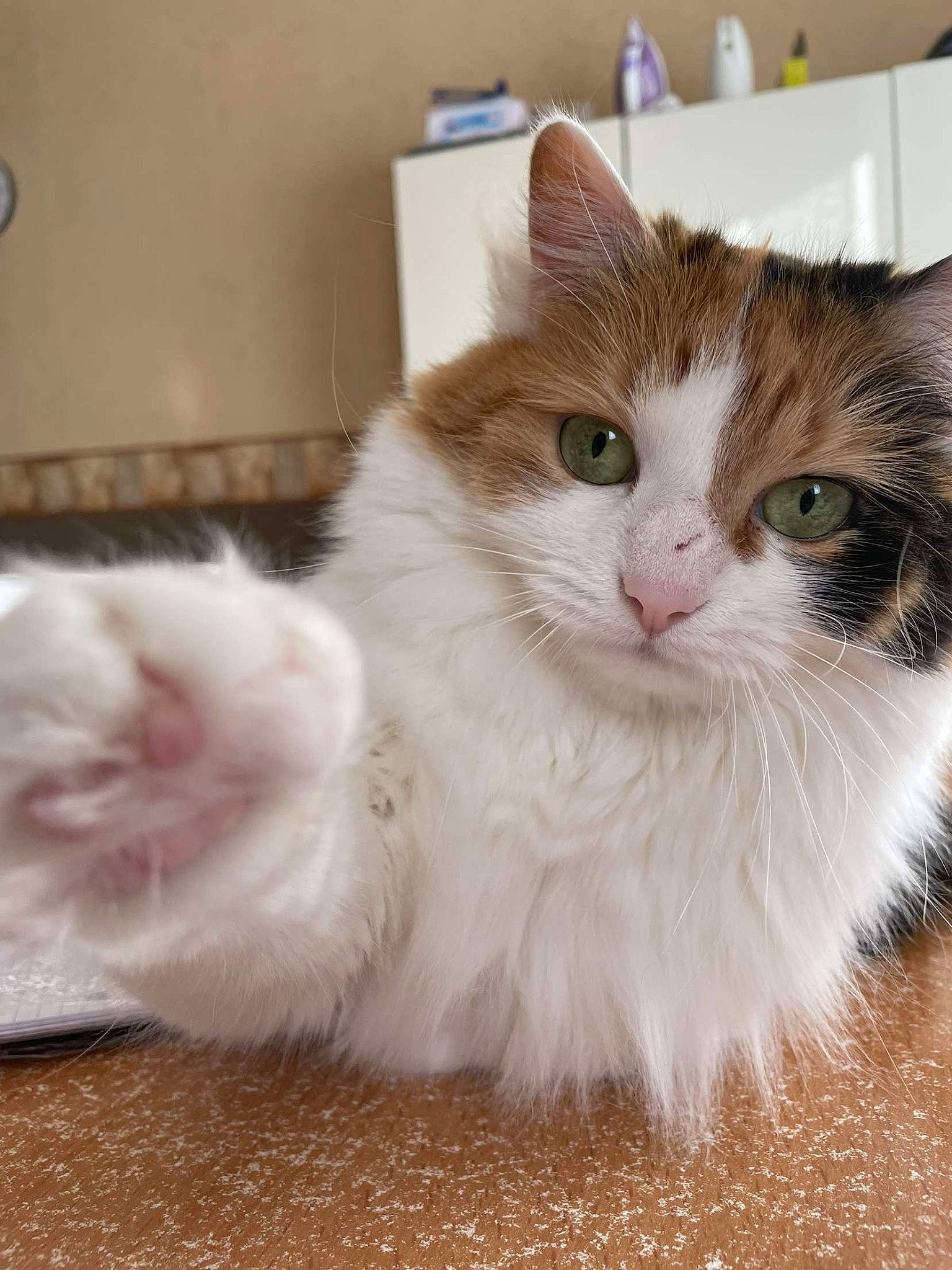 Olly a rejoint le concours — aidez-le/la à gagner de superbes lots ! british_longhair, carnivore, cat, claw, clock, domestic_short_haired_cat, fawn, felidae, fur, paw, photo_caption, small_to_medium_sized_cats, snout, tail, terrestrial_animal, whiskers, window