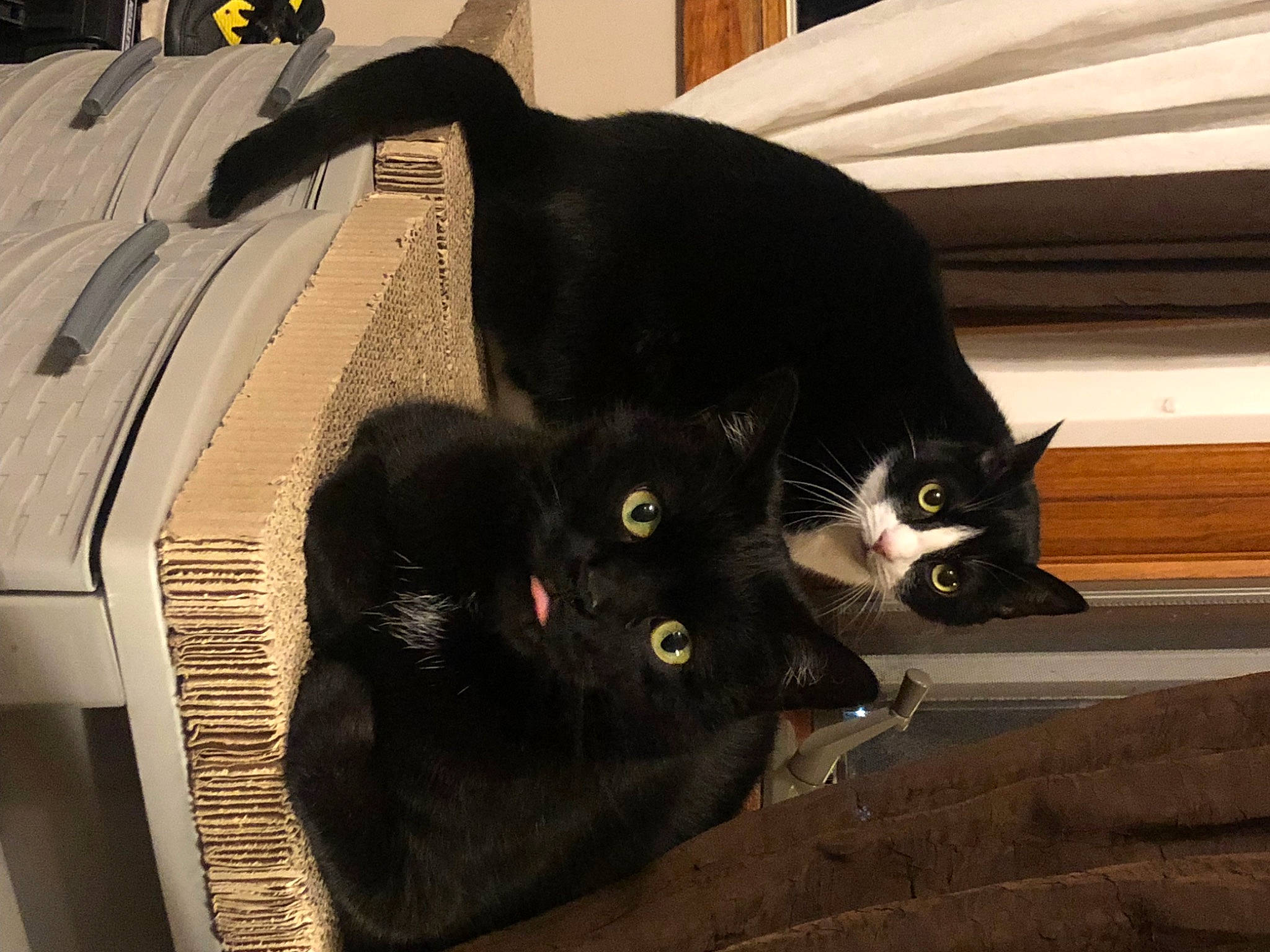 Milo