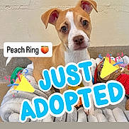 Honey Peach joined the competition — help win amazing prizes! puppy, dog, pet, blanket, toy, indoor, cute, brown_and_white, small_dog, adoption, animal, face, ears, sitting, looking_at_camera, floor, playful, young_dog, companion, happy