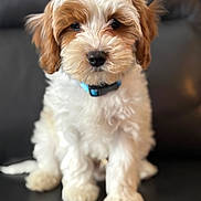 animal, canine, cockerspaniel, dog, papillon, pet, poodle, puppy, terrier, whitedog