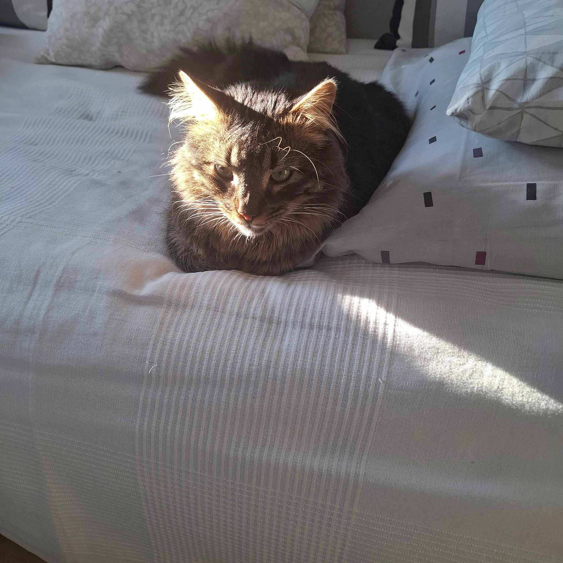 Einstein participe au concours pour gagner de l'argent avec cette photo : cat, tabby, bed, pillow, sunlight, indoor, pet, feline, fur, resting, cozy, striped, animal, domestic, relaxed, whiskers, cute, soft, home, sleepy