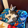 animal, blanket, blue_blanket, cat, collar, cozy, curious, cute, dinosaur_pattern, ears, feline, floor, fur, indoor, kitten, pet, relaxed, resting, whiskers, young_cat