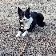 Shiloh is registered to the contest to win money with this photo: alert, animal, black_and_white, border_collie, canine, collar, companion, daylight, dog, ears_up, fur, gravel, ground, lying_down, mammal, nature, outdoor, pet, playful, stick