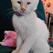 Cory is registered to the contest to win money with this photo: animal_portrait, close_up, cute, domestic_animal, feline, furniture, furry, green_chair, home_interior, indoor, kitten, pet, plush_toy, purple_collar, sitting, sleepy, soft_texture, whiskers, white_cat, young_cat