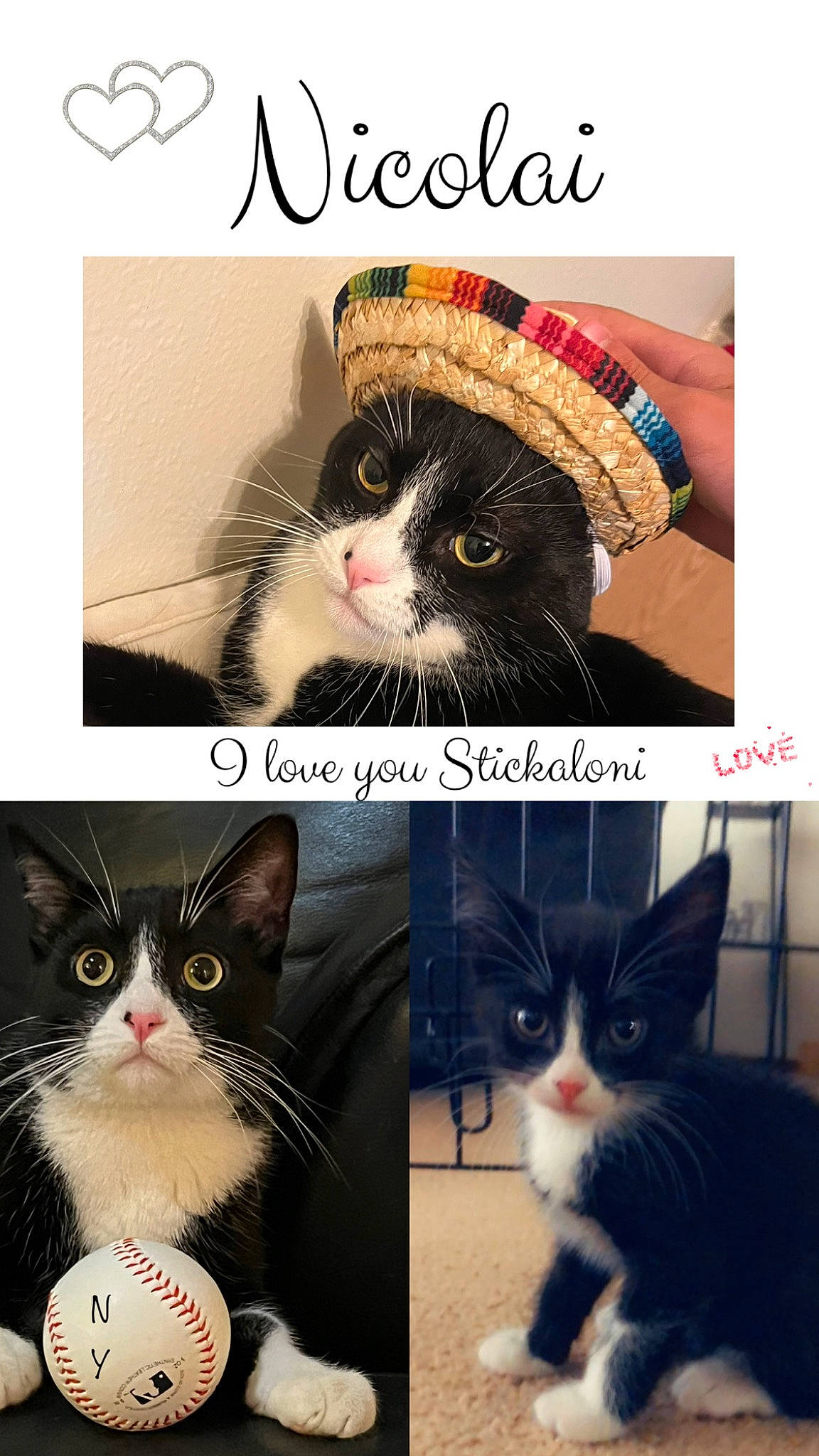 Nicolai is registered to the contest to win money with this photo: art, beauty, carnivore, cat, collage, felidae, font, fur, happy, mammal, paw, photo_caption, photograph, plant, small_to_medium_sized_cats, snapshot, vertebrate, whiskers, white, window