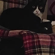 Nicolai joined the competition — help win amazing prizes! animal, black_and_white, blanket, cat, cozy, curious, dim_light, ears, furniture, home, indoor, looking, pattern, pet, plaid_blanket, relaxed, resting, striped, texture, whiskers