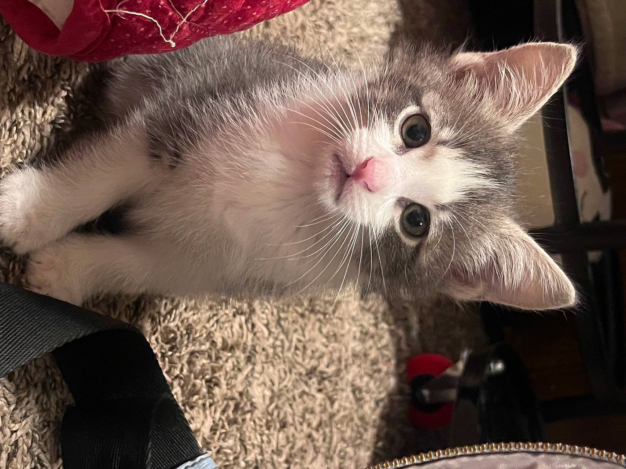 Rodman joined the competition — help win amazing prizes! carnivore, cat, cat_supply, claw, collar, comfort, domestic_short_haired_cat, felidae, fur, paw, small_to_medium_sized_cats, snout, tail, whiskers