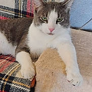 Rodman is registered to the contest to win money with this photo: animal, cat, cat_tree, comfortable, cozy, cute, domestic_cat, feline, fur, gray_and_white, green_eyes, home, indoor, paw, pet, pink_nose, plaid_chair, relaxed, resting, whiskers