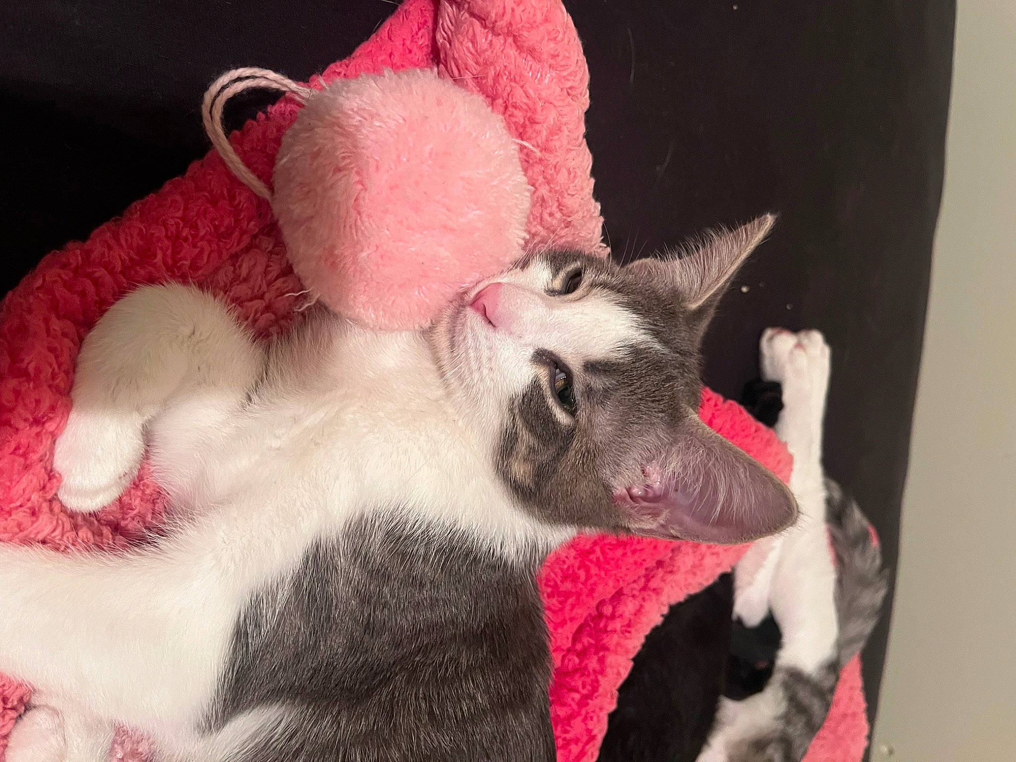 Rodman is registered to the contest to win money with this photo: art, carmine, carnivore, cat, cat_bed, claw, comfort, domestic_short_haired_cat, ear, fawn, felidae, fur, nap, paw, pink, small_to_medium_sized_cats, snout, tail, terrestrial_animal, whiskers