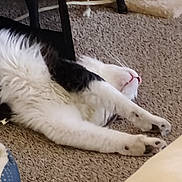 Mia Tortilla is registered to the contest to win money with this photo: animal, black_fur, carpet, cat, cozy, cute, domestic, feline, floor, fur, home, indoor, paw, pet, relaxed, resting, sleeping, stretched_out, whiskers, white_fur