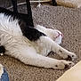 animal, black_fur, carpet, cat, cozy, cute, domestic, feline, floor, fur, home, indoor, paw, pet, relaxed, resting, sleeping, stretched_out, whiskers, white_fur