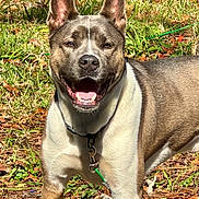 Kodi joined the competition — help win amazing prizes! dog, canine, pet, outdoor, grass, leaves, sunlight, smiling, ears, collar, happy, animal, nature, daylight, brown, white, fur, tongue, leash, playful