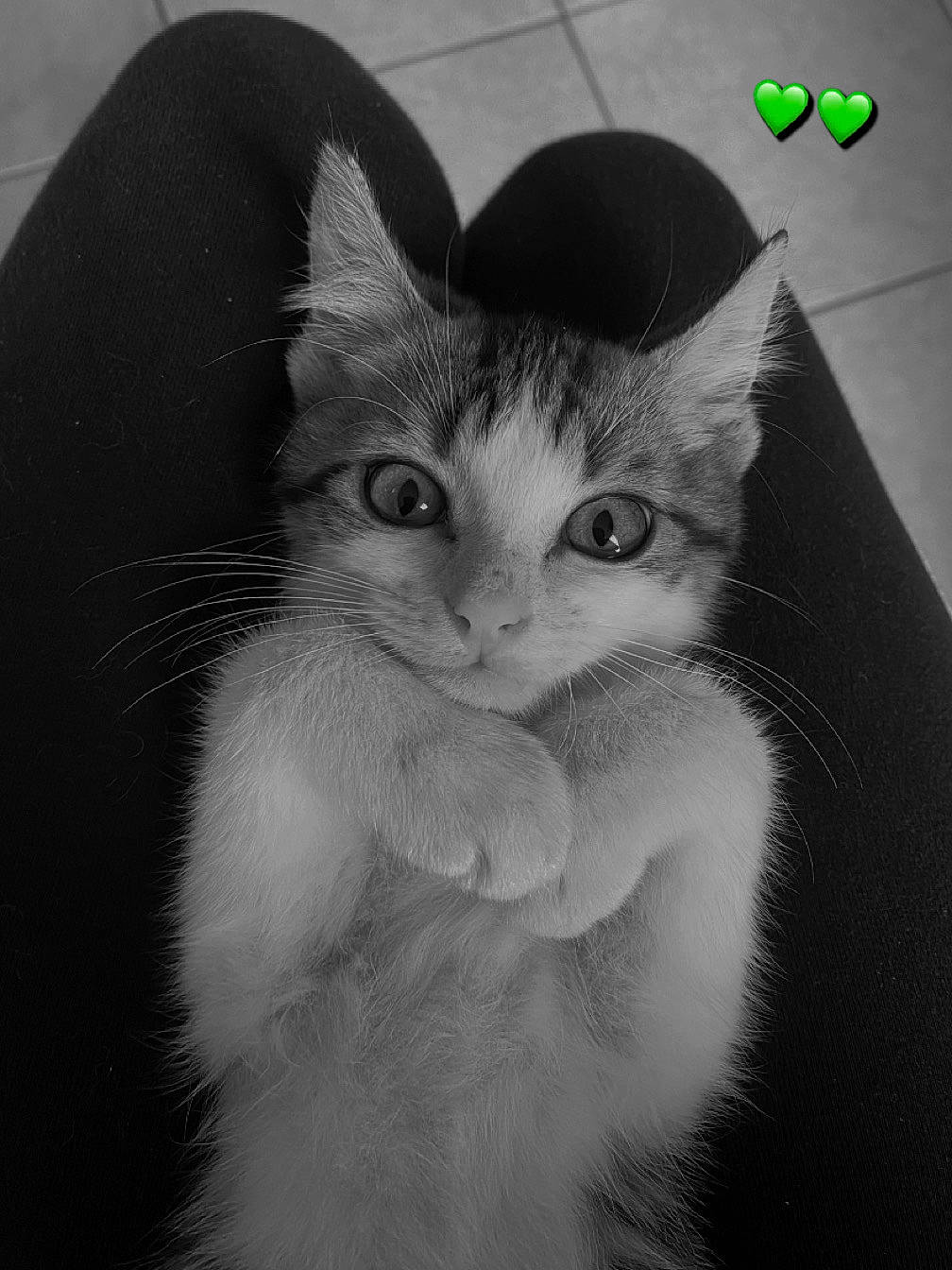 Ulyss a rejoint le concours — aidez-le/la à gagner de superbes lots ! art, box, carnivore, cat, claw, domestic_short_haired_cat, ear, felidae, fur, gesture, monochrome, monochrome_photography, paw, small_to_medium_sized_cats, snout, style, tail, visual_arts, whiskers