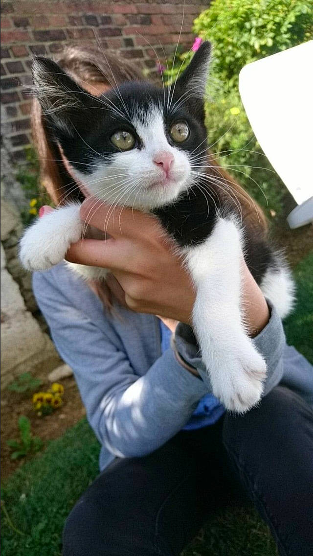 Pilou a rejoint le concours — aidez-le/la à gagner de superbes lots ! aegean_cat, american_wirehair, carnivore, cat, domestic_short_haired_cat, felidae, kitten, polydactyl_cat, small_to_medium_sized_cats, tail, whiskers