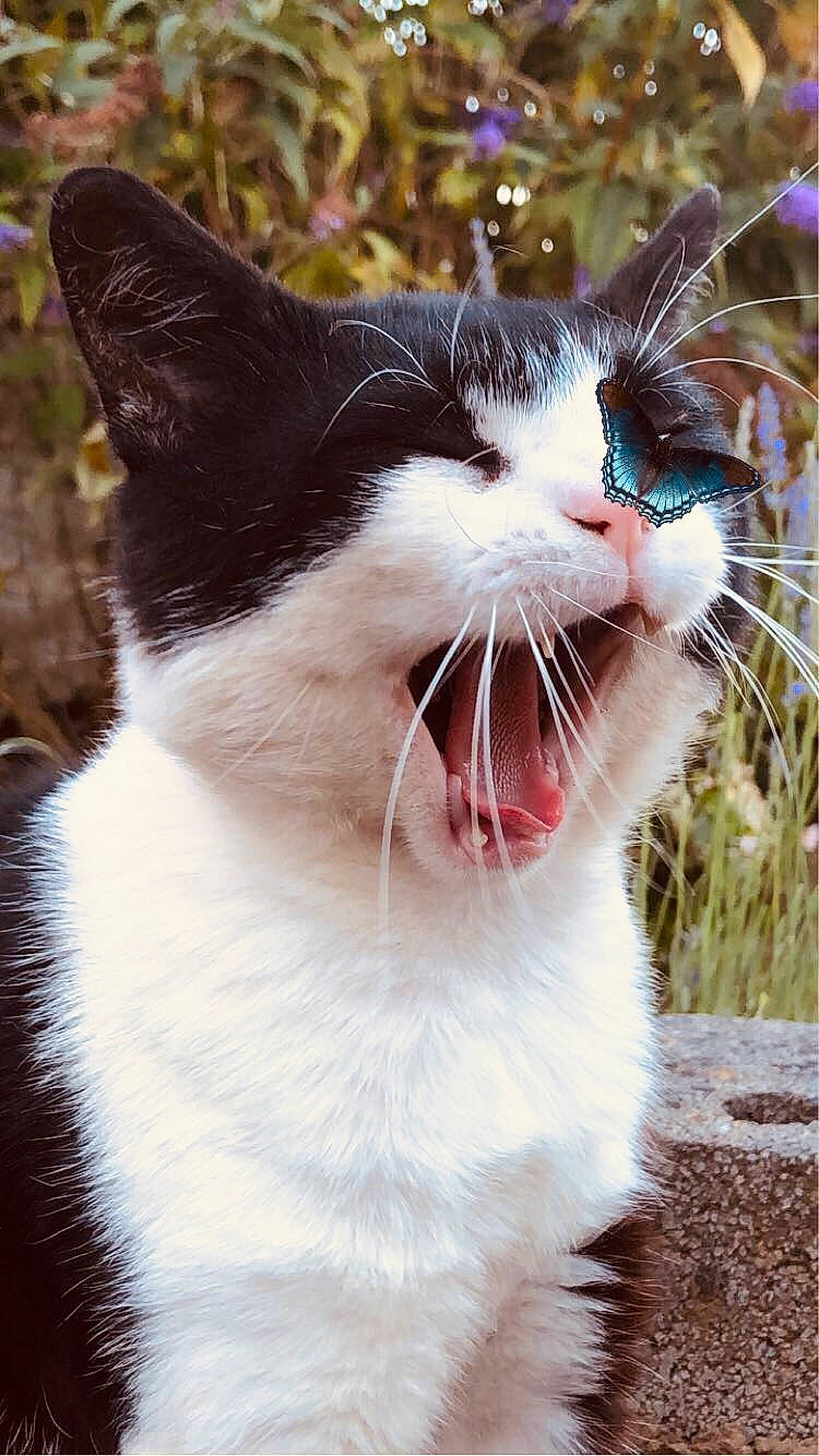 Pilou a rejoint le concours — aidez-le/la à gagner de superbes lots ! aegean_cat, american_wirehair, carnivore, cat, domestic_short_haired_cat, eye, facial_expression, felidae, fur, kitten, plant, polydactyl_cat, small_to_medium_sized_cats, smile, snout, tongue, tree, whiskers, wildlife, yawn