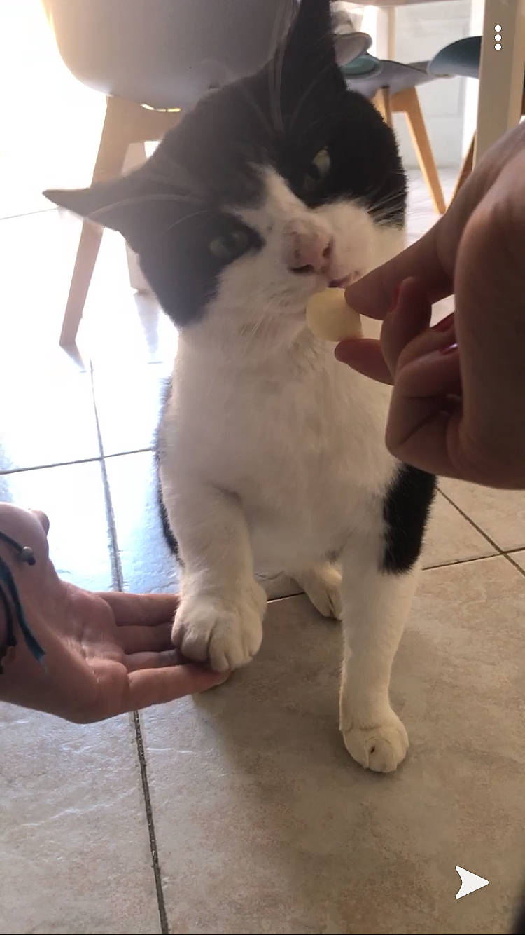 Pilou a rejoint le concours — aidez-le/la à gagner de superbes lots ! carnivore, cat, fawn, felidae, kitten, leg, norwegian_forest_cat, persian, polydactyl_cat, small_to_medium_sized_cats, tail, turkish_van, whiskers