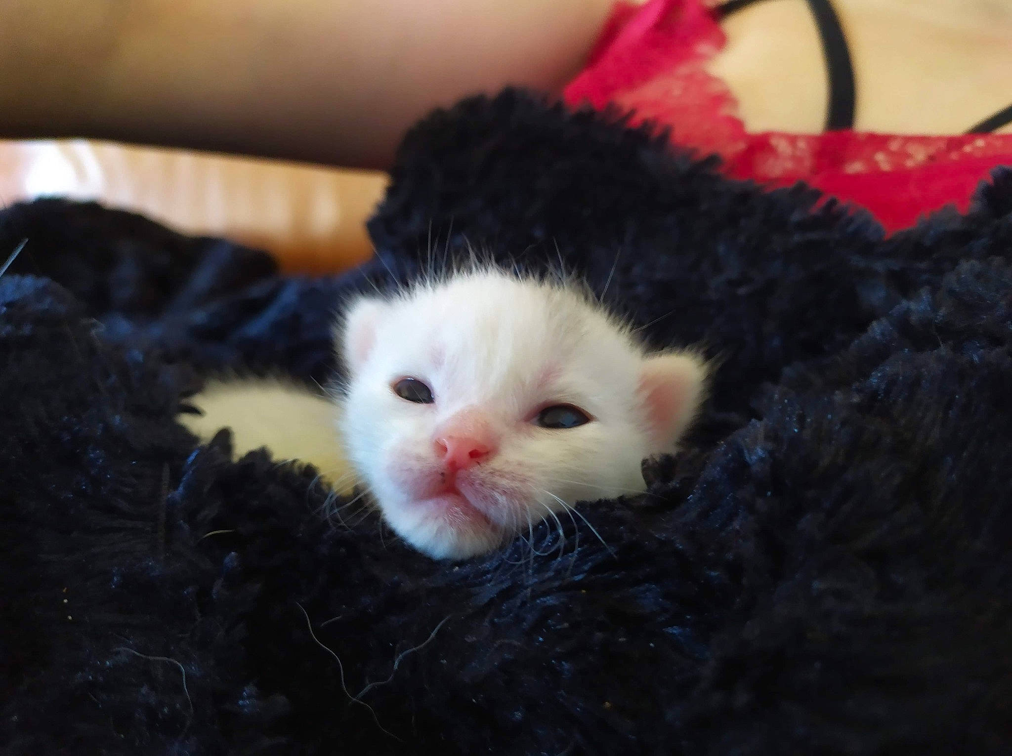 Globule participe au concours pour gagner de l'argent avec cette photo : black, carnivore, cat, fawn, felidae, fur, kitten, mammal, small_to_medium_sized_cats, whiskers