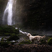 Violette a rejoint le concours — aidez-le/la à gagner de superbes lots ! dog, golden_retriever, waterfall, stream, rocks, moss, forest, nature, outdoor, river, water, mist, landscape, animal, canine, scenery, wildlife, wet, daylight, adventure