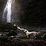 dog, golden_retriever, waterfall, stream, rocks, moss, forest, nature, outdoor, river, water, mist, landscape, animal, canine, scenery, wildlife, wet, daylight, adventure