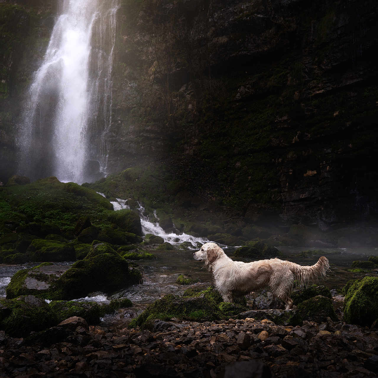 Violette a rejoint le concours — aidez-le/la à gagner de superbes lots ! dog, golden_retriever, waterfall, stream, rocks, moss, forest, nature, outdoor, river, water, mist, landscape, animal, canine, scenery, wildlife, wet, daylight, adventure