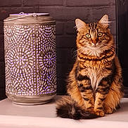 Simba a rejoint le concours — aidez-le/la à gagner de superbes lots ! cat, tabby, fluffy, animal, pet, indoor, lantern, metal, patterned, decor, feline, sitting, fur, whiskers, ears, tail, eyes, brick_wall, table, cozy