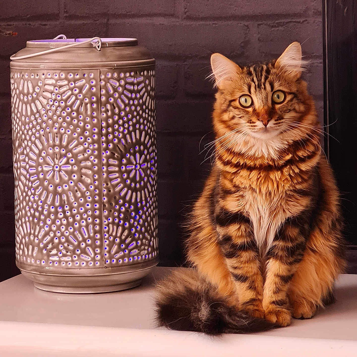 Simba a rejoint le concours — aidez-le/la à gagner de superbes lots ! animal, brick_wall, cat, cozy, decor, ears, eyes, feline, fluffy, fur, indoor, lantern, metal, patterned, pet, sitting, tabby, table, tail, whiskers