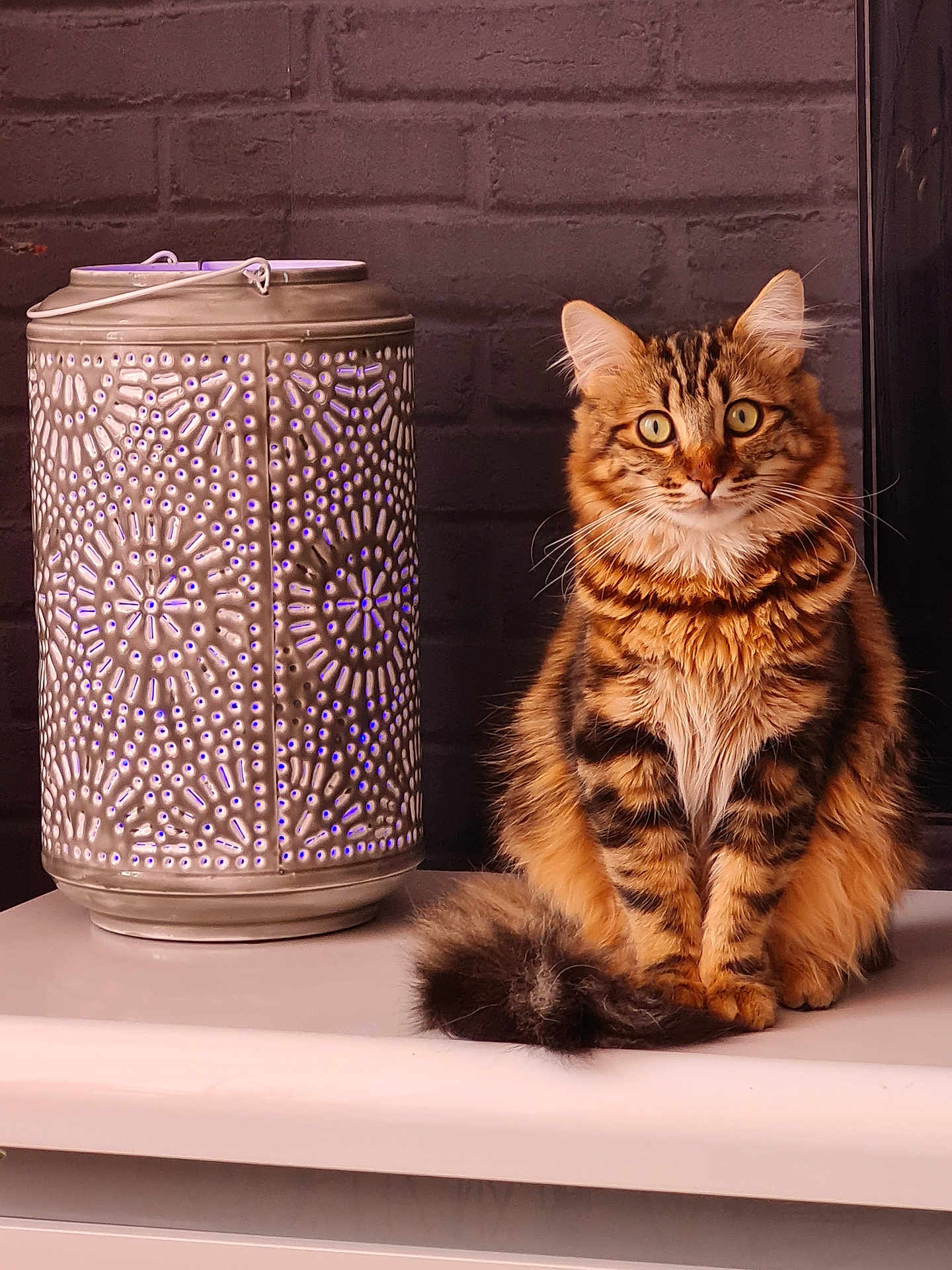 Simba a rejoint le concours — aidez-le/la à gagner de superbes lots ! cat, tabby, fluffy, animal, pet, indoor, lantern, metal, patterned, decor, feline, sitting, fur, whiskers, ears, tail, eyes, brick_wall, table, cozy