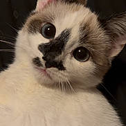 Crystal joined the competition — help win amazing prizes! cat, animal, pet, white_fur, black_marking, close_up, wide_eyes, curious, portrait, feline, whiskers, ears, cute, indoor, looking, face, fur, young_cat, mammal, domestic