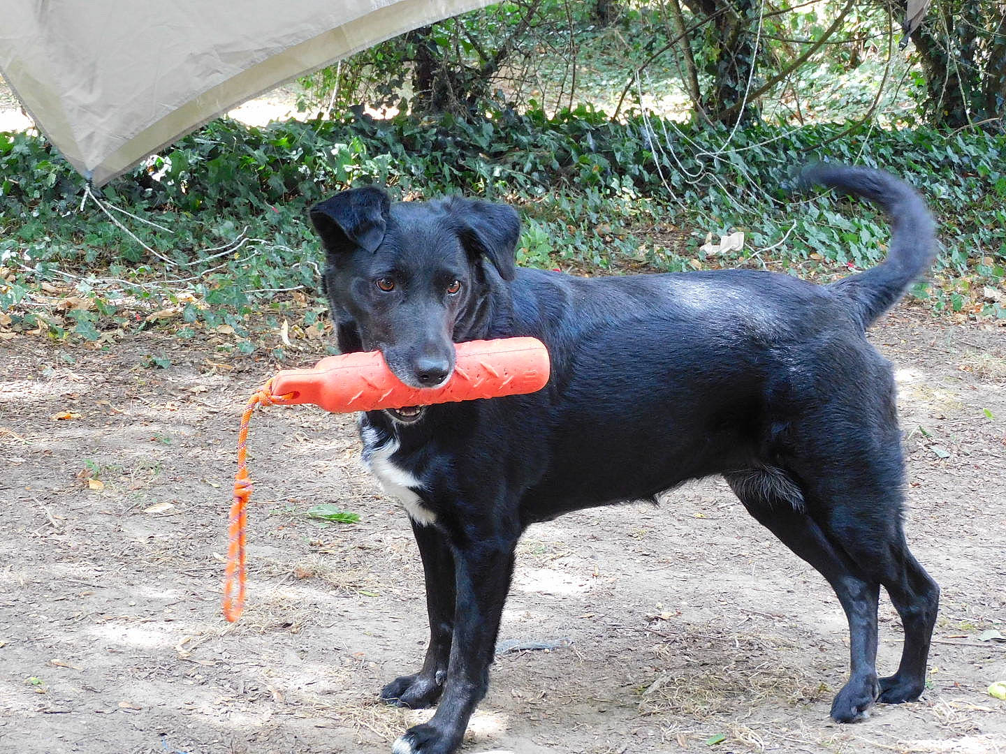 Lya a rejoint le concours — aidez-le/la à gagner de superbes lots ! borador, canidae, carnivore, collar, companion_dog, dog, dog_breed, dog_collar, dog_supply, grass, guard_dog, hunting_dog, leash, pet_supply, plant, retriever, sporting_group, tail, working_animal, working_dog