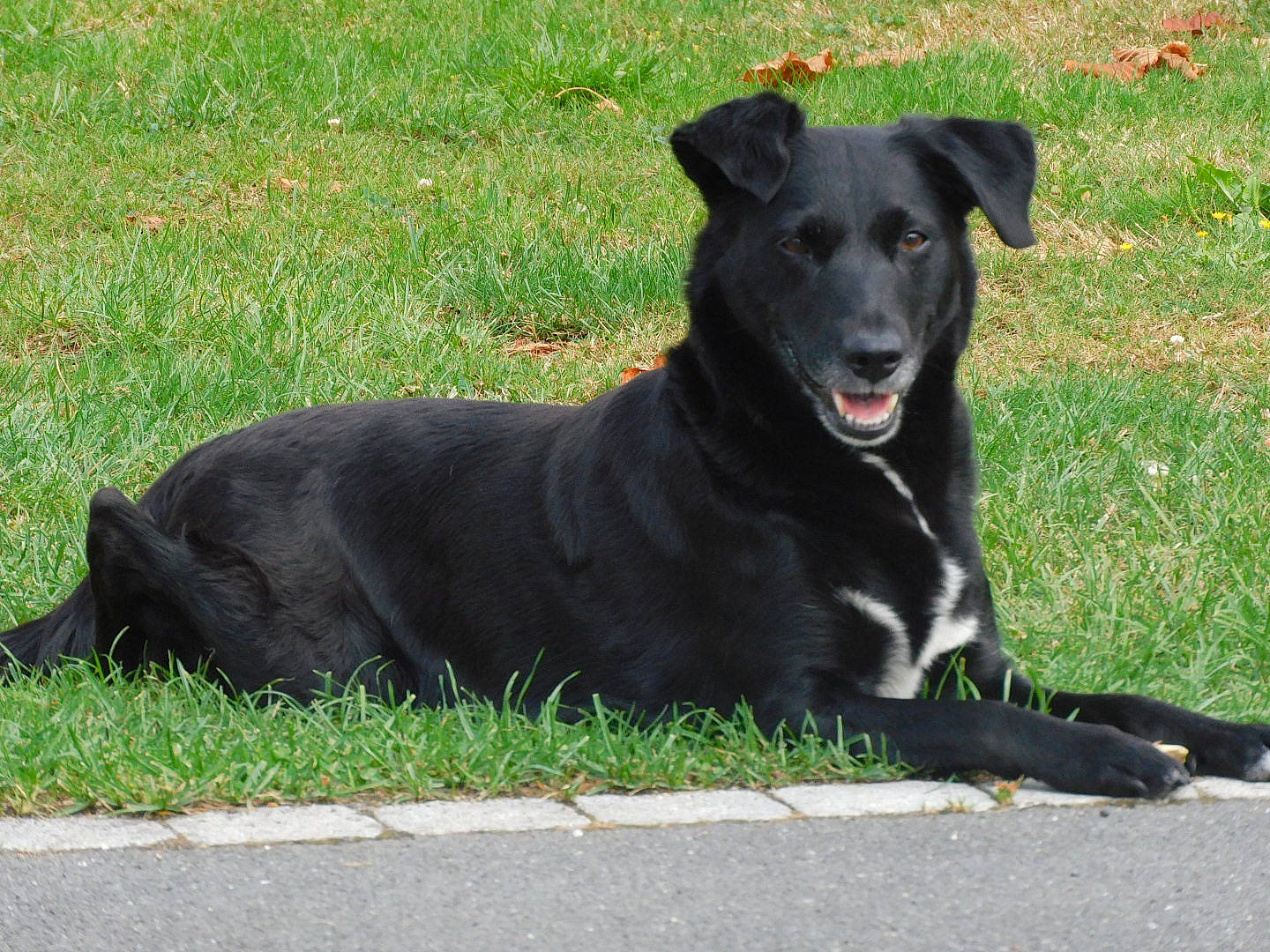 Lya a rejoint le concours — aidez-le/la à gagner de superbes lots ! borador, canidae, carnivore, collar, companion_dog, dog, dog_breed, dog_collar, grass, guard_dog, hunting_dog, leash, non_sporting_group, plant, sporting_group, tail, terrestrial_animal, whiskers, working_animal, working_dog