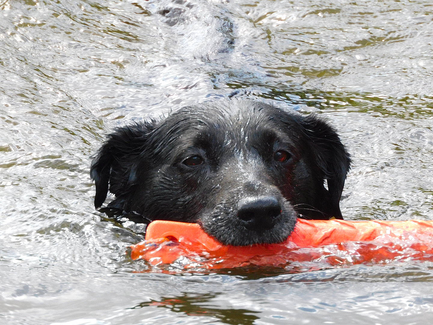 Lya a rejoint le concours — aidez-le/la à gagner de superbes lots ! canidae, carnivore, companion_dog, dog, dog_breed, dog_supply, fun, guard_dog, gun_dog, labrador_retriever, leisure, personal_protective_equipment, recreation, retriever, sporting_group, water, wave, wind_wave, working_animal, working_dog