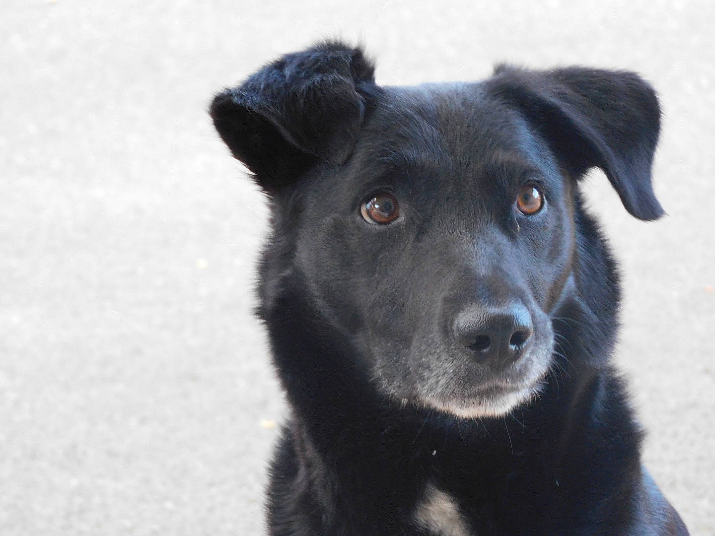 Lya participe au concours pour gagner de l'argent avec cette photo : borador, canidae, carnivore, companion_dog, dog, dog_breed, fur, sporting_group, street_dog, terrestrial_animal, whiskers, working_animal, working_dog