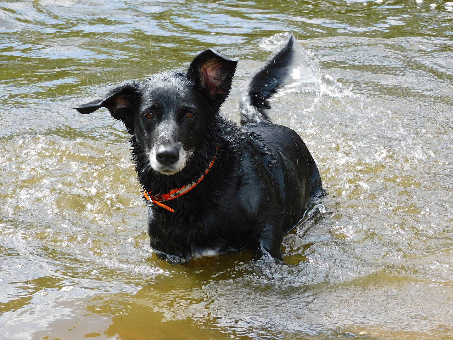 Gypsie a rejoint le concours — aidez-le/la à gagner de superbes lots ! canidae, carnivore, collar, companion_dog, dog, dog_breed, dog_collar, dog_supply, fawn, ford, guard_dog, lake, leash, plant, snout, sporting_group, tail, water, working_animal, working_dog