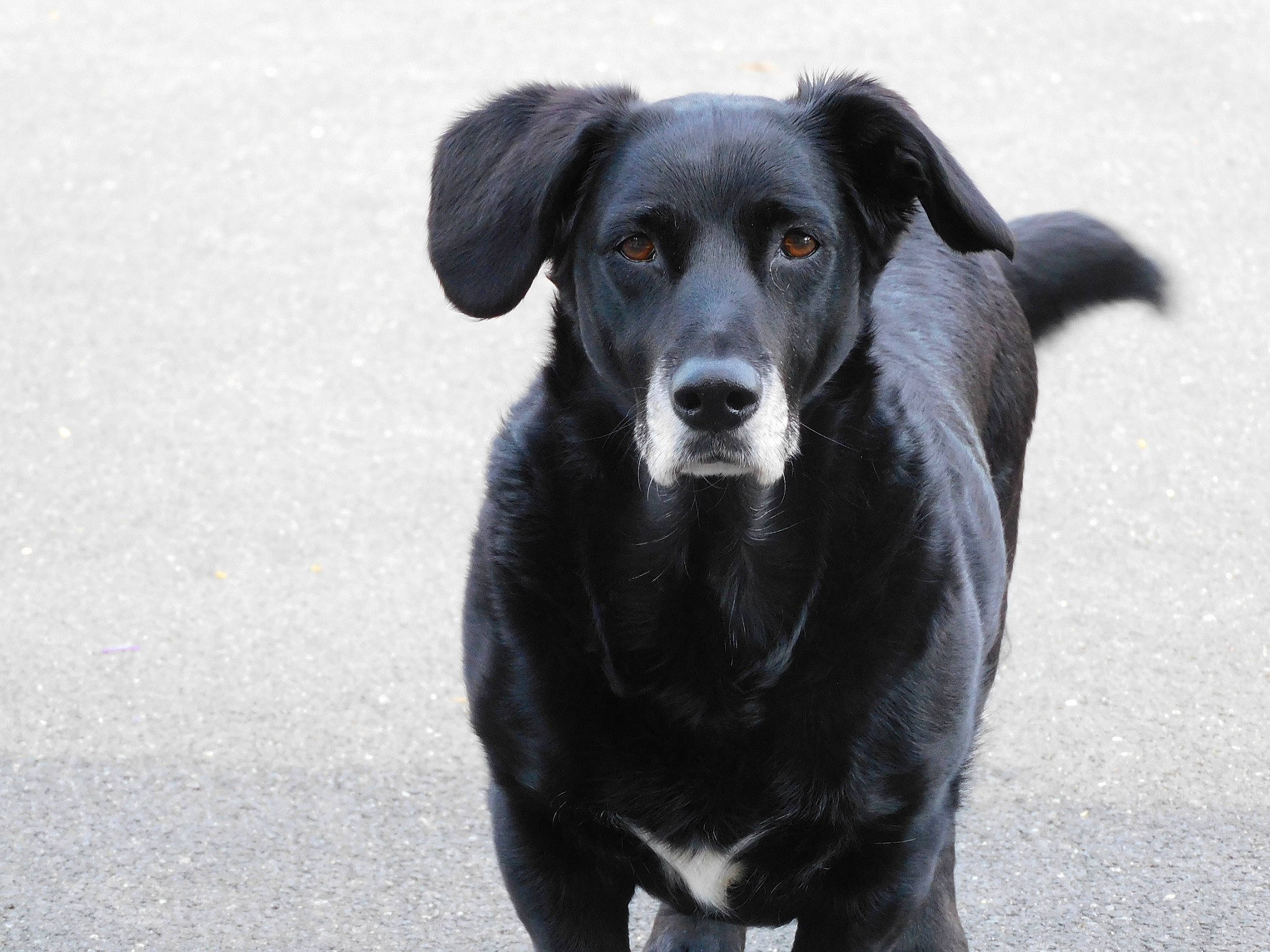 Gypsie participe au concours pour gagner de l'argent avec cette photo : borador, canidae, carnivore, collar, companion_dog, dog, dog_breed, dog_collar, fur, hunting_dog, plant, puppy, snout, sporting_group, street_dog, terrestrial_animal, whiskers, working_animal