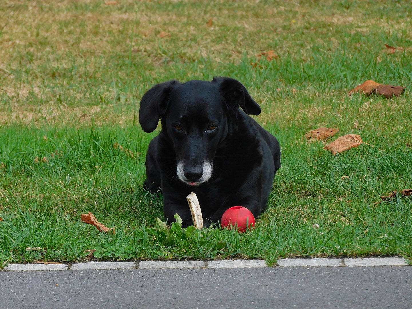 Gypsie a rejoint le concours — aidez-le/la à gagner de superbes lots ! ball, borador, carnivore, collar, companion_dog, dog, dog_breed, dog_collar, dog_supply, dog_toy, grass, grassland, groundcover, guard_dog, lawn, plant, retriever, tail, working_animal, working_dog