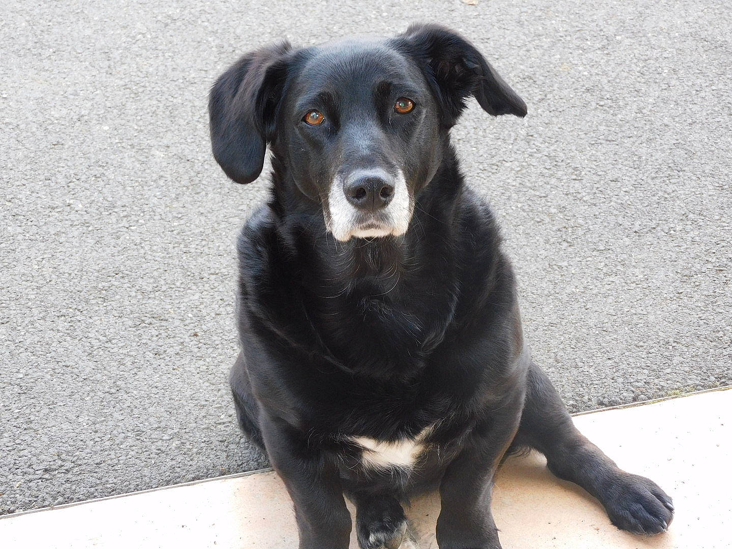 Gypsie participe au concours pour gagner de l'argent avec cette photo : borador, canidae, carnivore, collar, companion_dog, dog, dog_breed, dog_collar, fur, hunting_dog, labrador_retriever, plant, snout, sporting_group, street_dog, tar, terrestrial_animal, whiskers, working_animal, working_dog