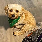 Cooper is registered to the contest to win money with this photo: dog, pet, bandana, floor, wooden_floor, indoor, curly_fur, brown_dog, looking_up, cute, small_dog, animal, companion, sitting, domestic, fur, ears, tail, eyes, cozy