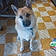 Balto