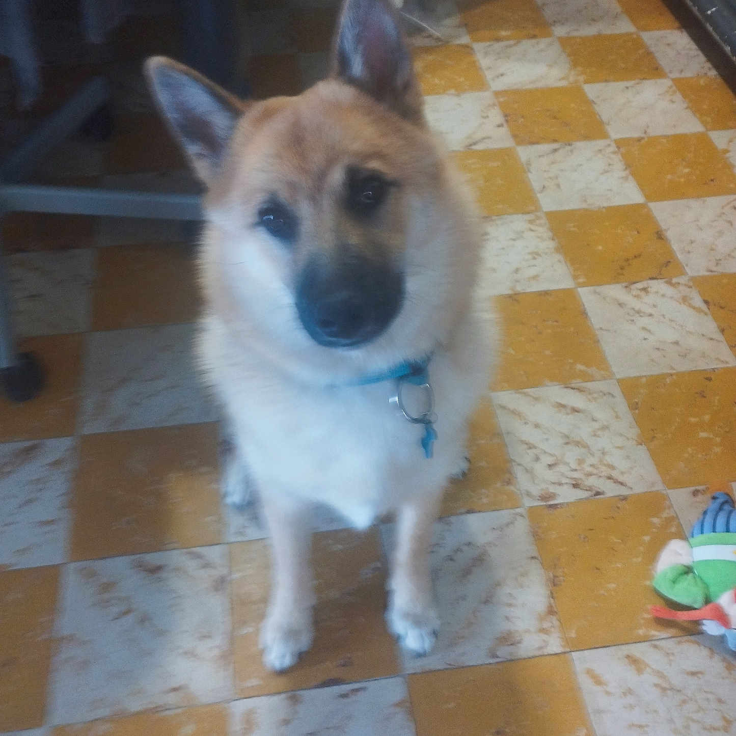 Balto