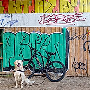 Uky participe au concours pour gagner de l'argent avec cette photo : dog, golden_retriever, bicycle, graffiti, street_art, wooden_wall, outdoor, urban, pet, animal, happy, sitting, leash, dirt_ground, colorful, black_bike, daytime, playful, canine, friendly