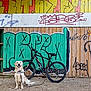 dog, golden_retriever, bicycle, graffiti, street_art, wooden_wall, outdoor, urban, pet, animal, happy, sitting, leash, dirt_ground, colorful, black_bike, daytime, playful, canine, friendly