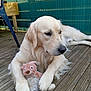 Uky participe au concours pour gagner de l'argent avec cette photo : dog, golden_retriever, stuffed_toy, toy, wooden_deck, outdoor, pet, animal, resting, fur, paws, canine, companion, cute, relaxed, domestic_animal, friendly, portrait, close_up, natural_light