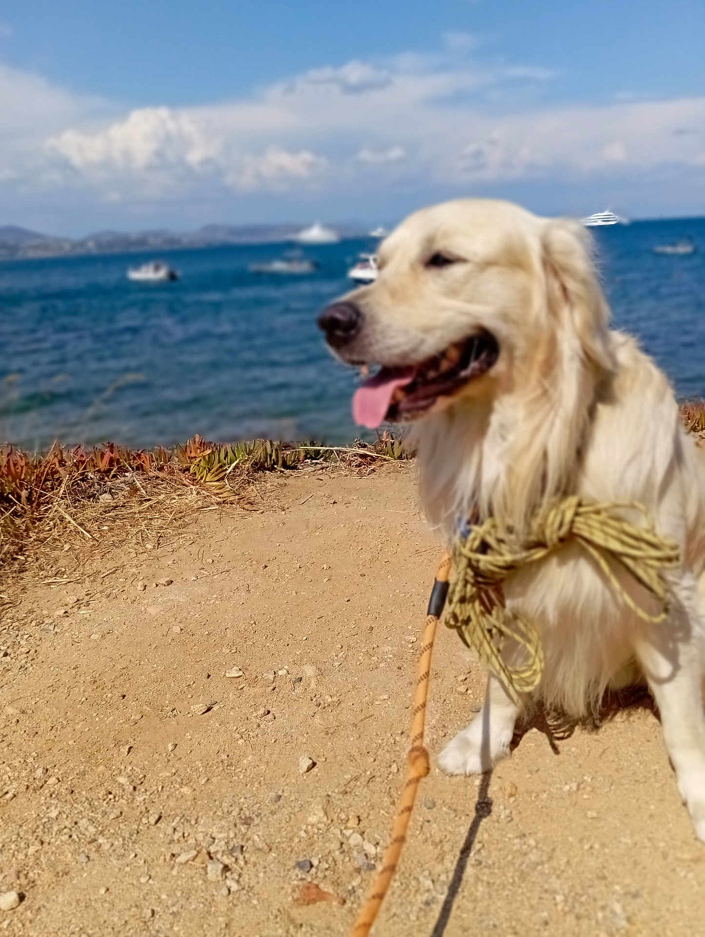 Uky participe au concours pour gagner de l'argent avec cette photo : dog, golden_retriever, sand, sea, sky, clouds, boats, rope, leash, outdoor, sunny, pet, animal, happy, tongue_out, nature, coast, water, summer, daytime