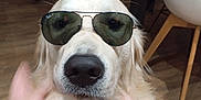 Uky a rejoint le concours — aidez-le/la à gagner de superbes lots ! dog, golden_retriever, sunglasses, indoor, wooden_floor, hand, chair, table, plant, pet, canine, fur, nose, face, eyewear, cool, blurred_hand, domestic_animal, living_room, accessory
