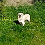 Uky a rejoint le concours — aidez-le/la à gagner de superbes lots ! dog, white_dog, grass, greenery, flowers, outdoor, garden, sunlight, nature, animal, pet, canine, summer, daylight, plant, leaf, field, mammal, fur, standing