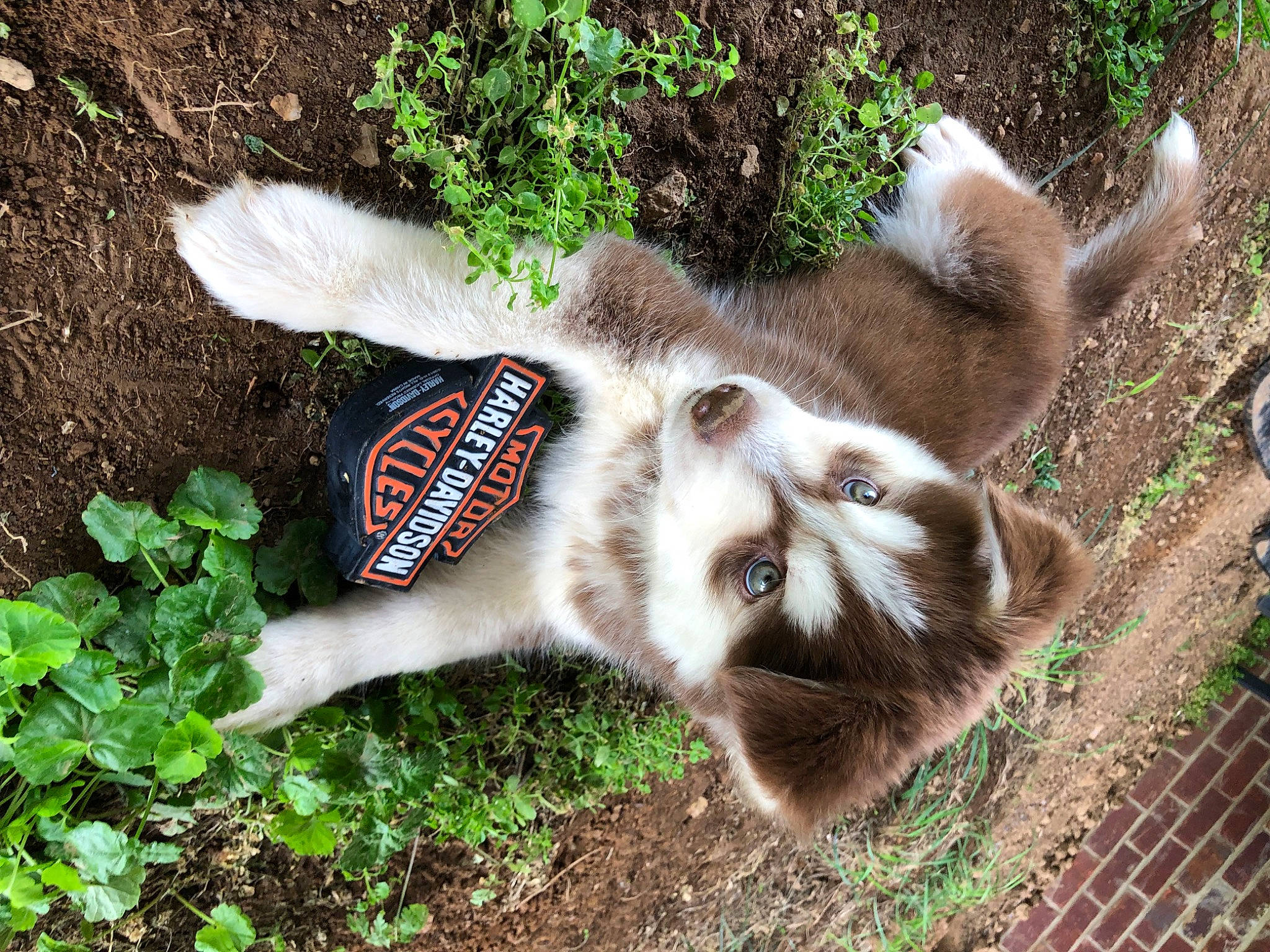 Rambo is registered to the contest to win money with this photo: canidae, carnivore, claw, dog_breed, fang, fawn, felidae, fur, grass, herb, paw, plant, small_to_medium_sized_cats, snout, sporting_group, tail, terrestrial_animal, whiskers, wildlife, working_animal